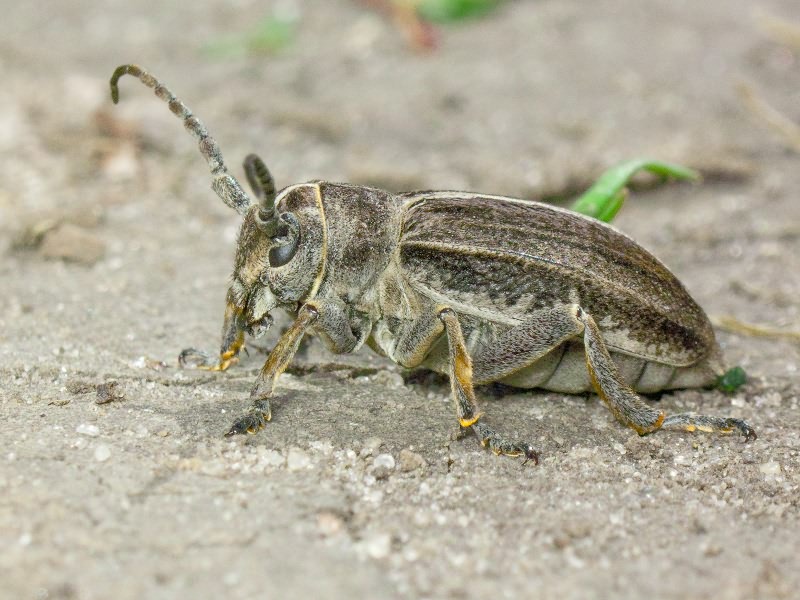 Dorcadion equestre (Laxmann, 1770)